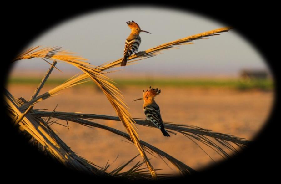 Grön biätare Merops persicus Noterades de flesta dagarna, högsta antal var