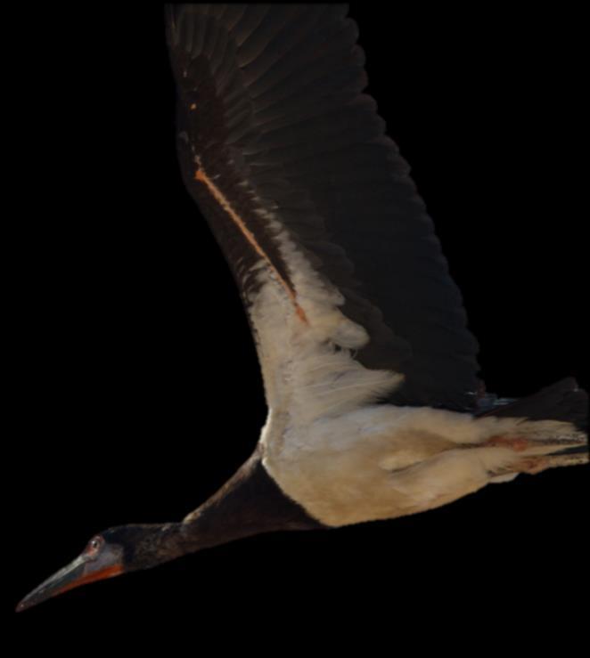 Wadi Darbat blev nästa stopp, 10 arter rovfåglar örongam 3 ex, hökörn 2 ad, ca 50 gröna biätare och ca 50 abdimstorkar som födosökte längs floden.