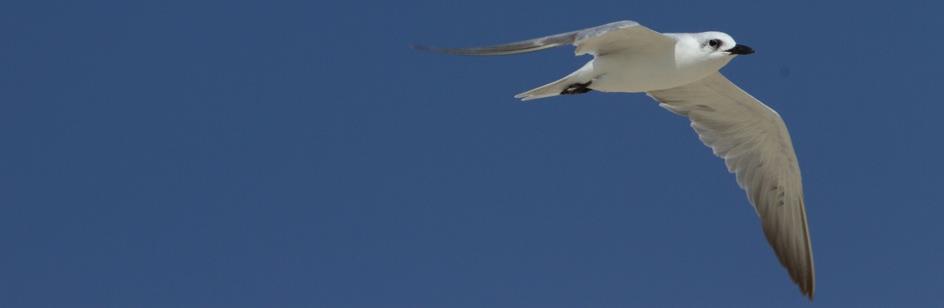 21 november Sista dagen i Salalah och Oman, avresan är inte förrän vid 17-tiden på eftermiddagen så vi har hela dagen på oss till att packa, slappa på stranden och gå lite promenader i hotellområdet.