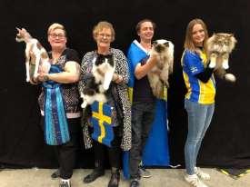 De katter som tilldelas titeln National Winner för 2018 var: IC S*Athelstones The Sign JW- kat 1 - ägare Lisbeth Larsson IC S*Viento's Flat Out Fabulous JW- kat 2 - ägare Maria (Maja) Karlsson NW SC