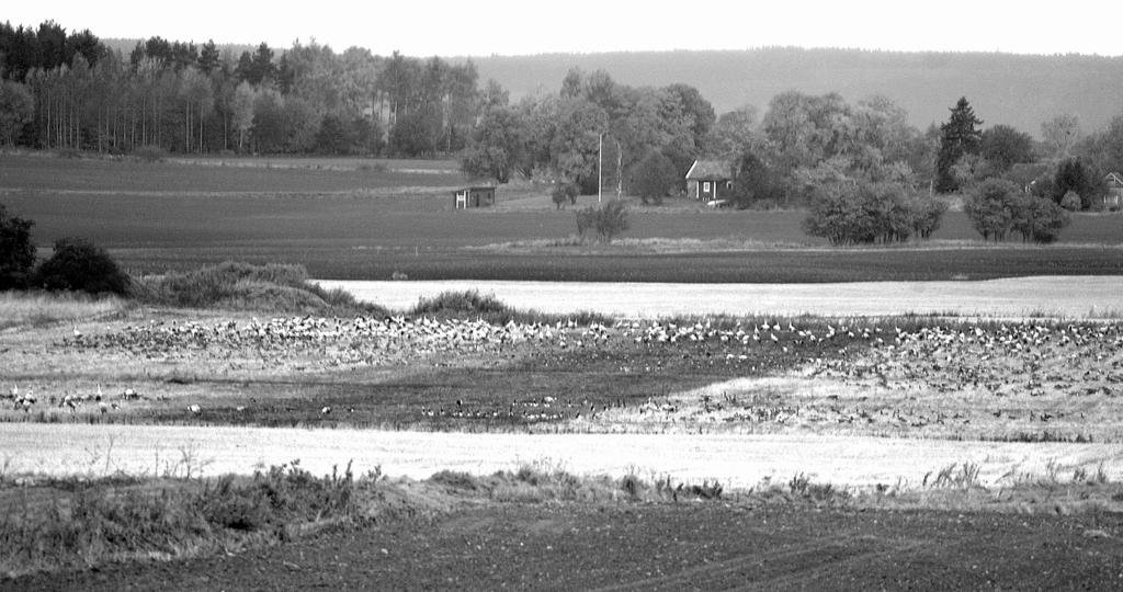 Vingspegeln 25 (2006) Slutsatser De viltbetesåkrar som anlades under 2005 bidrog till att minska antalet gäss och tranor på fält med kommersiellt odlade grödor.