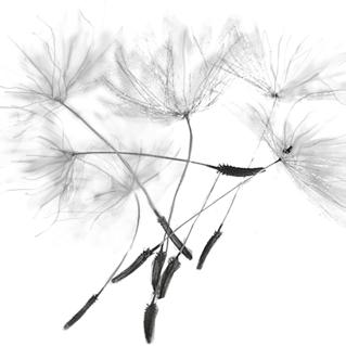 vin mar Blomning Blommornas byggnad visar släktskap och är ofta avgörande för att man ska kunna identifiera en art.