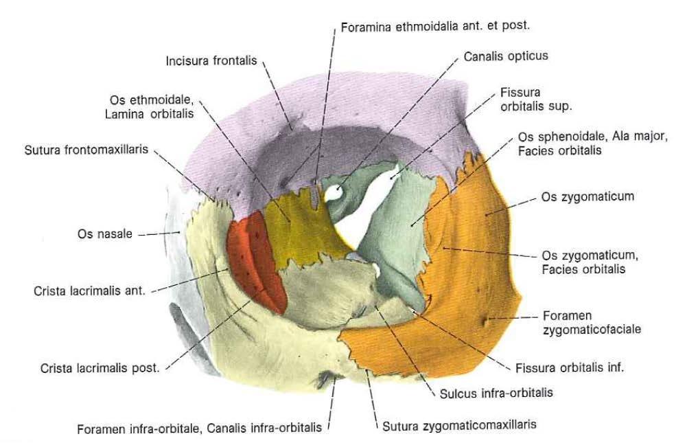 Hål i orbita: Fissura orbitalis superior här passerar: o N. oculomotorius o N. trochlearis o N. ophthalmicus o N. abducens o Sympatiska fibrer till glandula ciliare o V.