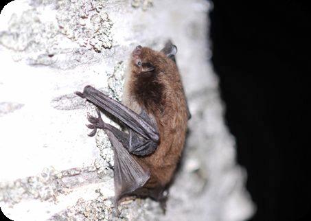 / Calluna är landets ledande naturmiljökonsult med idén att visa hur vi kan säkra funktionen av våra ekosystem i framtiden.