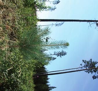 Naturlig föryngring med tall På rätt mark och med bra markberedning kan naturlig föryngring av tall under fröträd fungera bra.