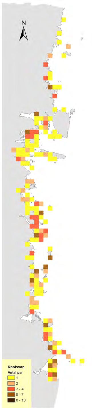 Knölsvan Antal Gästrikland: 100 par Antal Hälsingland: 205 par Beskrivning Knölsvanen är en lättinventerad art då den är lätt att upptäcka.