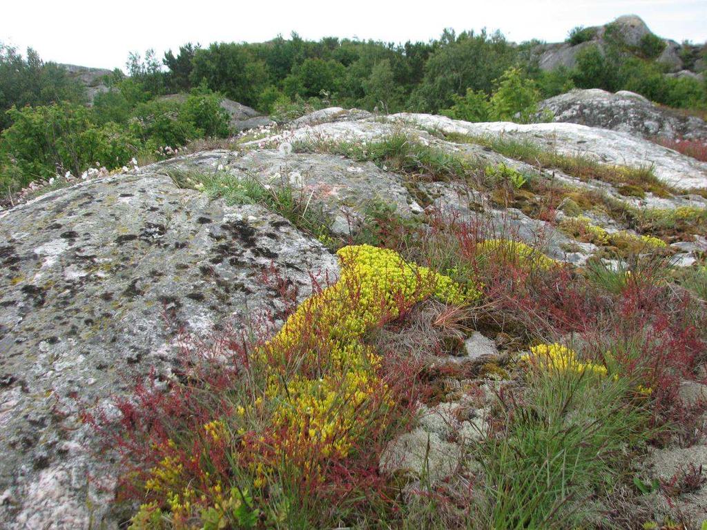 4 Frodig hällmarksvegetation av framförallt gul fetknopp och bergssyra, Styrsö. Foto: Olle Molander Artlista för torra partier av hällmarkerna: Tuschlav (Umbilicaria pustulata) Renlavar (Cladonia sp.