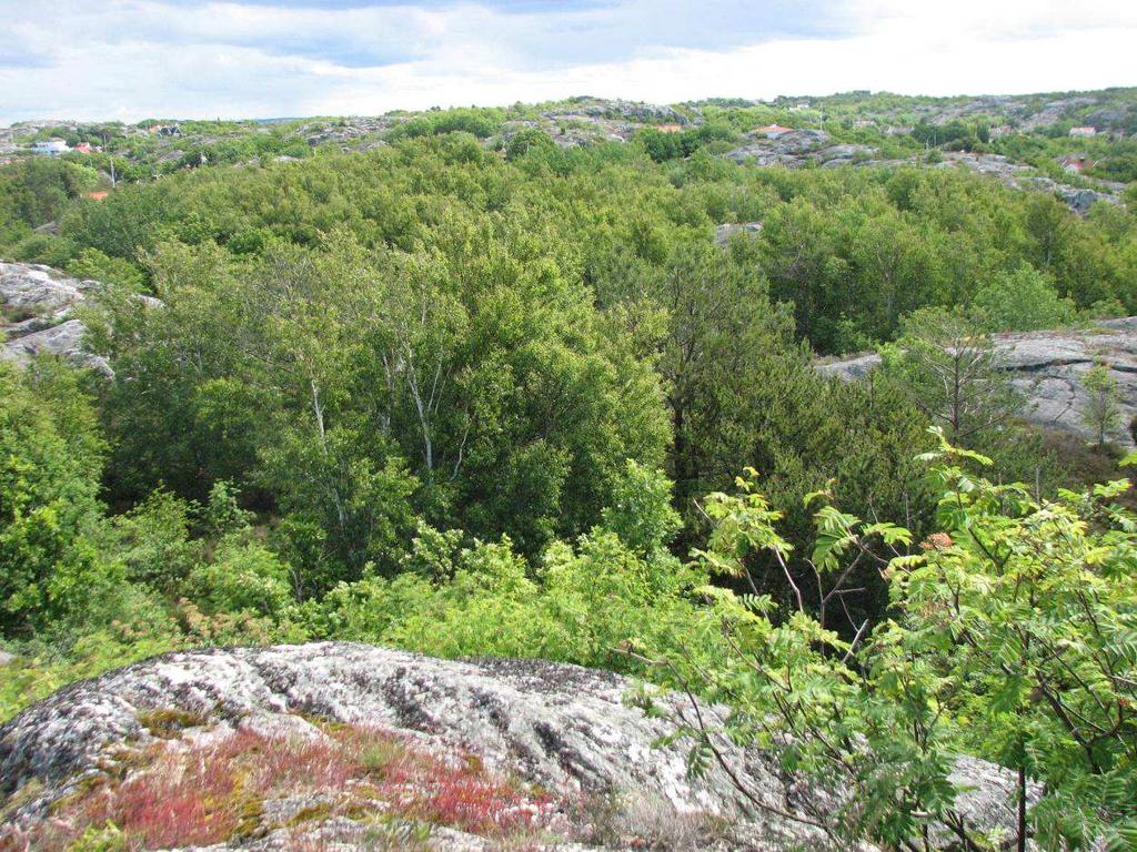 6 Skogklädda dalstråk mellan hällmarkerna, Styrsö.