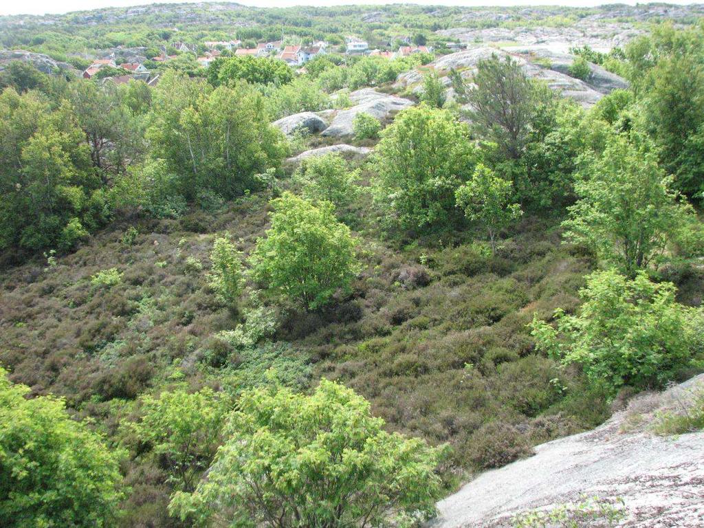 7 C Ljunghedsfragment I den sydligaste delen av dalstråket i väster utgörs marken av sand och här har det utbildats en liten ljunghed.