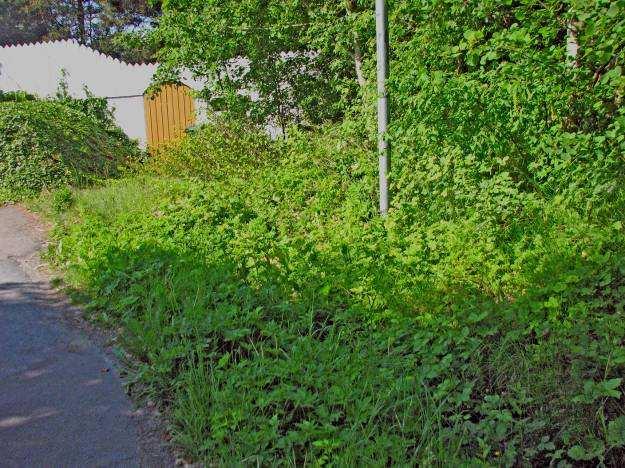 Foto: Olle Molander Artlista för kantzonen mot Dammkärrsvägen Lundbräken Majbräken (Athyrium filix-femina) Träjon Idegran (Taxus sp.