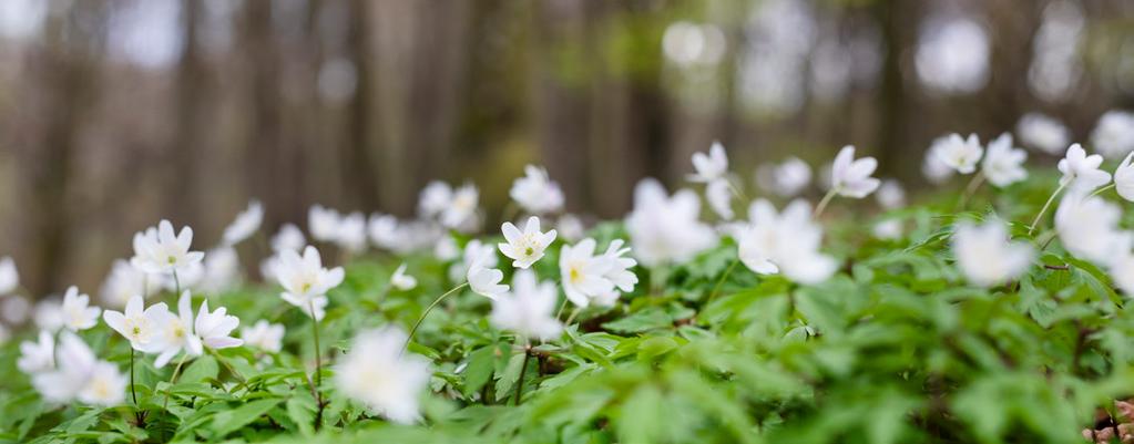 MediYoga Har era anställda stressrelaterade besvär, sömnproblem eller rygg/nackbesvär kan vi erbjuda MediYoga. MediYoga är en terapeutisk yogaform som används inom svensk hälso- och sjukvård.