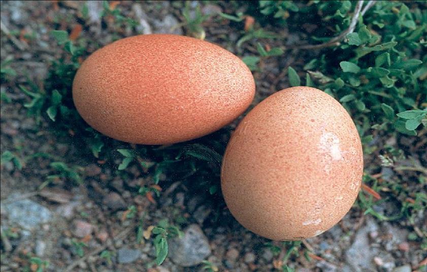 Satyrtragopan ägg Äggen mäter ca 65 X 42 mm och väger i genomsnitt 63,3 g. Ruvningstiden är 28 dagar.