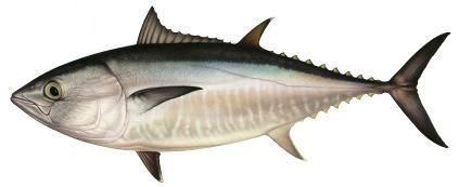 tonfisk, Thunnus