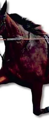 , Mr Walker 9 Nanodes 9-, 9 K Lindsjö CALL ME BACK 0 Josephine Ingvarsson (), fux v Layman-Rue d Alsace Danehill Dancer (Falkbolagen AB o Ljungstorps Gård AB) Livs: -- VINRÖD,FALKBOLAGEN;vinr-sv