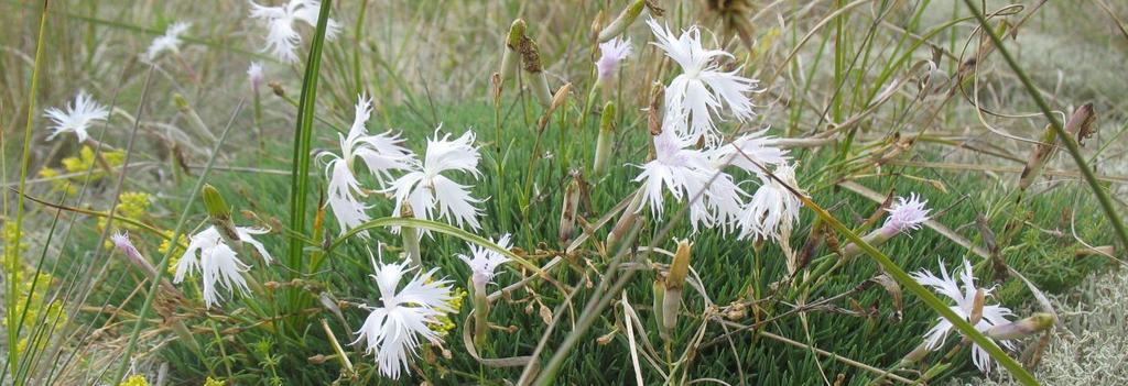 honungsblomster i ental övriga i tiotal t.ex flugblomster, brudsporre, ängsnattviol, ängsnycklar och överblommade Sankte Pers nycklar.