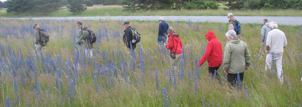 Floravandring på Åhus trädesmarker torsdagen den 25 juni Vandringen startade som vanligt vid Blå station kl. 18.00. 25 personer (och tre hundar) deltog. Vädret var molnigt, kyligt och lite blåsigt.