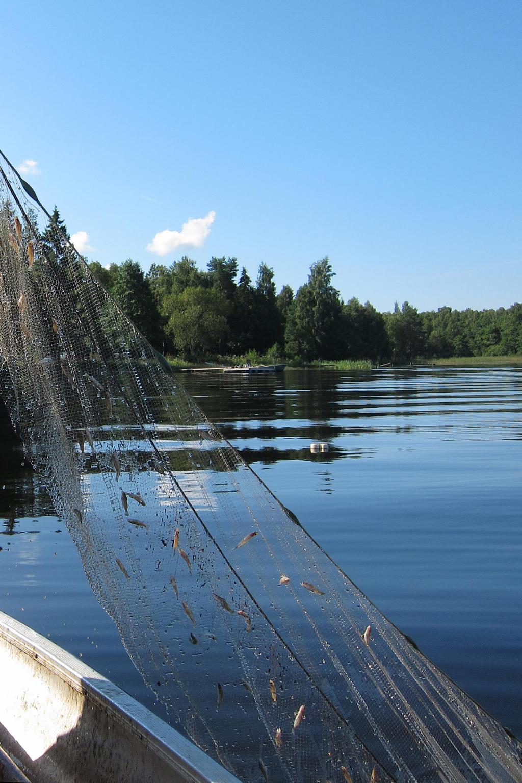 Nätprovfiske i Vidöstern
