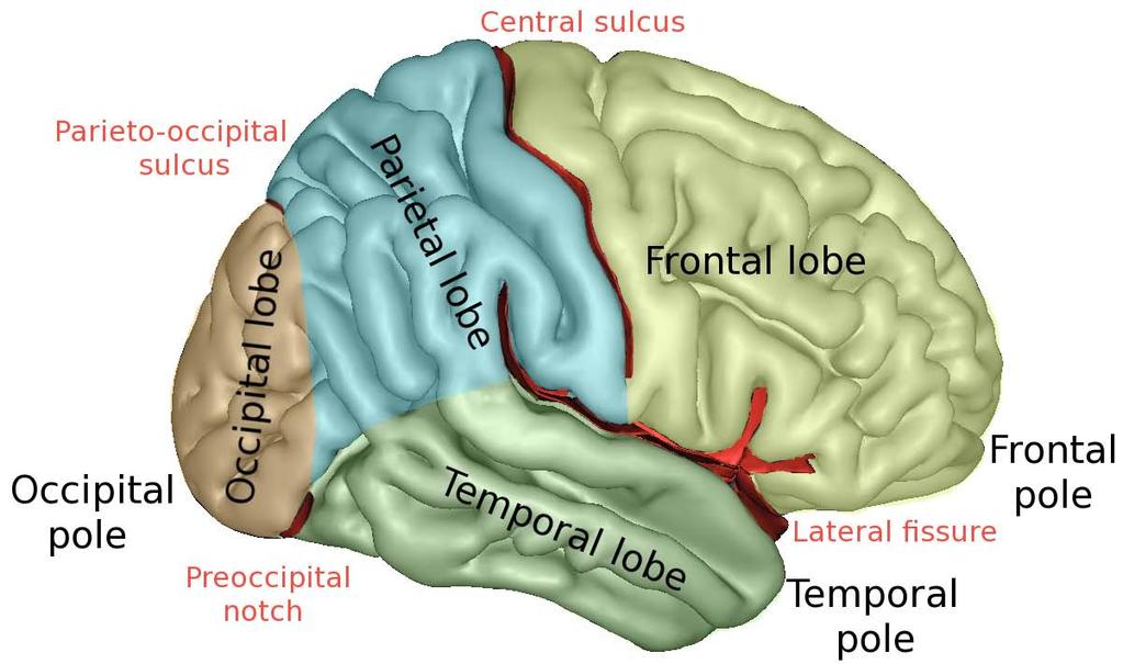 Forskning Bild 2: Hjärnan