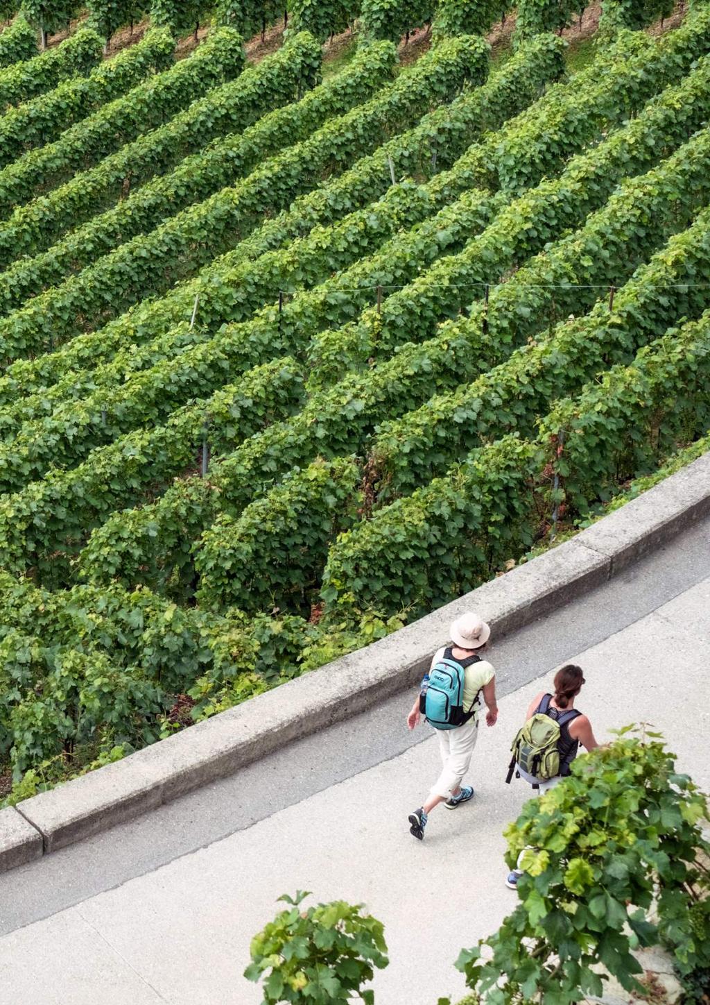 FRANKRIKE MAT & VIN I CHABLIS Denna vandring för Er genom vingårdarna i Chablis med boende på 3/4* hotell med vinprovningar och härliga franska gourmetmiddagar!