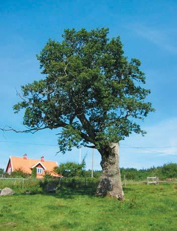 18 2031 25-50 % av den ursprungliga kronan finns kvar. 70% av den befintliga kronan består av levande grenverk. Trädet skjuter skott från kronan. Förmåga till övervallning bedöms vara mindre bra.
