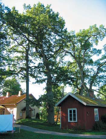 3 1959 Mer än 75 % av den ursprungliga kronan finns kvar. 80% av den befintliga kronan består av levande grenverk. Trädet skjuter skott från både stammen och kronan.
