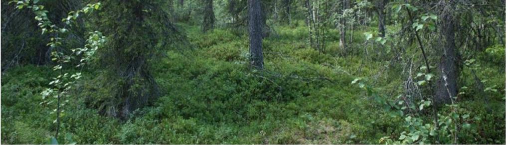 Figur 10, På fuktig mark förekom sumpskog med ett bitvis