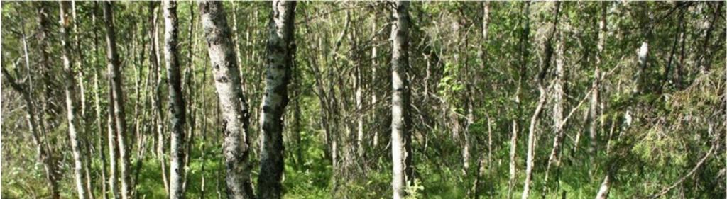 De myrmarker som förekom var av fattigmyrstyp.