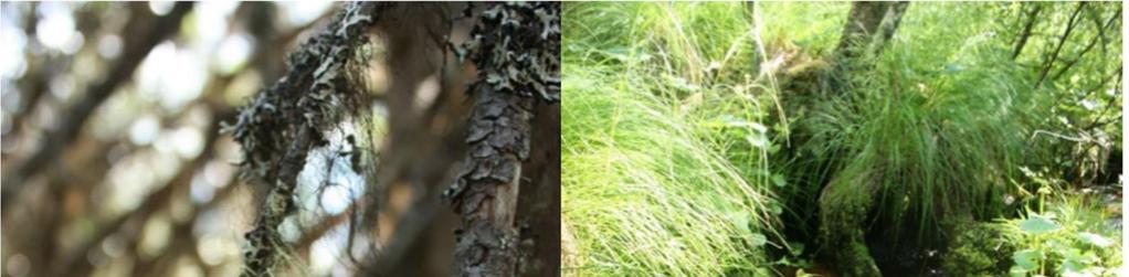 Skyddade och fridlysta arter Vid naturvärdesinventeringen påträffades två rödlistade naturvårdsarter: garnlav (NT), se figur 13, samt granticka (NT).