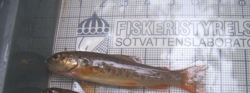 Figur 39-40. Öring och bäcknejonöga från Glasholmsån 2013.