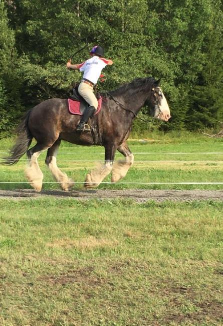 hingstklasser Klass 13. Sto 4 år och äldre med föl vid sidan efter godkänd hingst, visas enbart hingstföl inga ston 1:a Herkules Kilmister 8 7 8 6 8, 37 poäng struken Herkules Whats Wanted Klass 20.