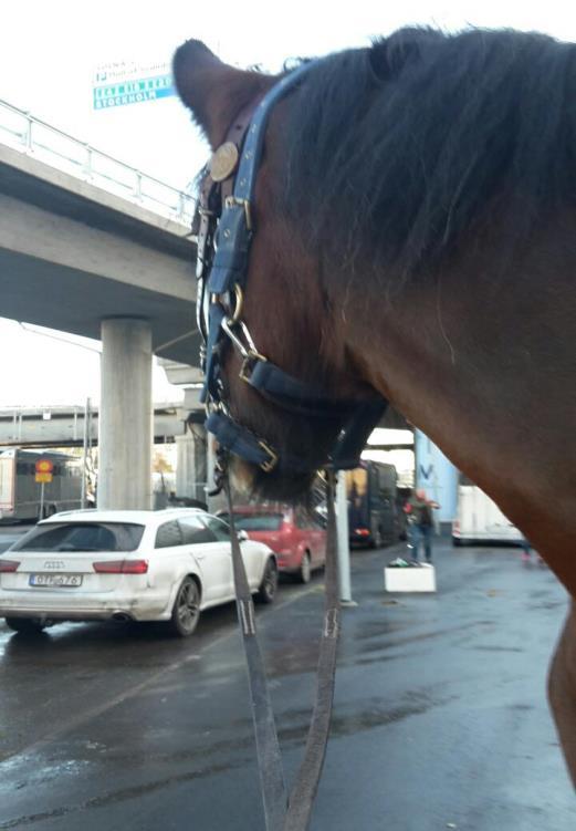 Shirehästföreningen på Friends Arena /Sweden International Horse Show För fjärde året i rad går Sweden International Horse Show äger rum den 30 nov 2 dec.