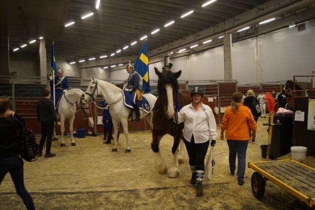Shirehästföreningen på Friends Arena/ Årets Kallblod Samtidigt som Swedish International Horse Show äger rum på Friends Arena arrangeras även Årets kallblod på samma plats.