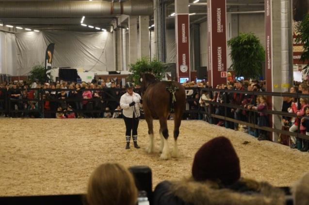 Det är jätteroligt att denna tävling arrangeras i samband med Swedish International Horse Show vilket bidrar till uppmärksamhet av deltagande kallblodsraser inför storpublik som annars inte skulle
