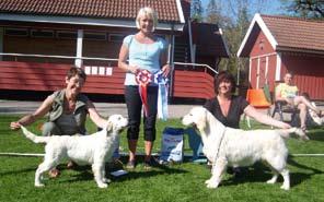 SU(u)Ch, NUCh Inassicas Broom e. SU(u)Ch NUCh Cheers Way of the World u. Inassicas Thimble Rose Uppf. Gun-Britt Klingberg, Helsingborg Äg. Kerstin Persson, Åmål Goldstep Norma e.