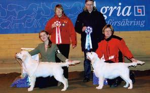 Gold Hunter s Hot Lips Uppf. Maritha Börjesson, Töreboda Äg. Tina Angrell, Gällstad Heatwave Trick or Treat e. LVCh NORDUCh PLCh SV-06 SV-07 SV-08 LVW-07 Dewmist Silkventure u.