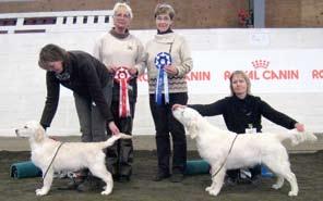 Grindsted, kennel Golddream, Danmark Totalt 82 anmälda open show 2008 Goldhunter s Notting Ham e. Inassicas Satellit u. Goldhunter s Hot Lips Uppf. Marita Börjesson, Töreboda Äg.