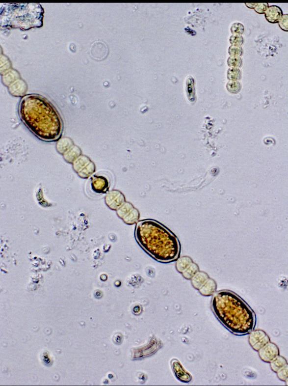 Höje å 217 Bilaga 1 Undersökning av plankton i sjöar inom Höje ås avrinningsområde augusti 217 Cyanobakterien Dolichospermum macrosporum var vanlig