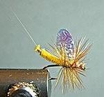 FireBack May - Foambody with orange butt.