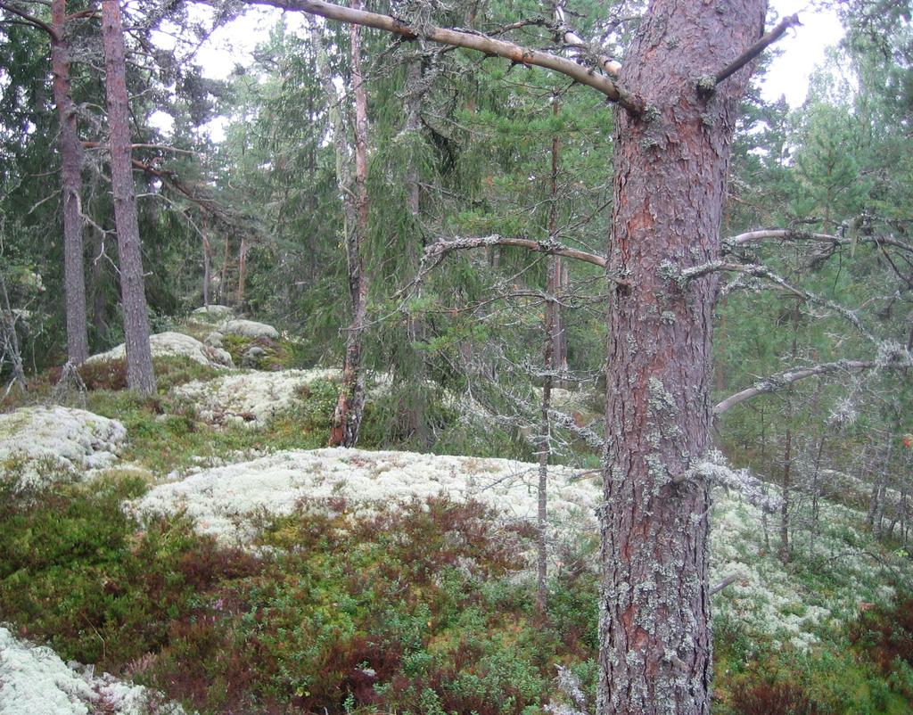 Revidera skötselplanerna för Fibbetorpsskogen (2010) och Stadsskogen (2011) Stadsskogen klar Fibbetorp