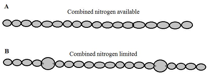 Figure 1. Heterocyst formation in N. punctiforme. (A) Filament growing in media supplied with combined nitrogen.