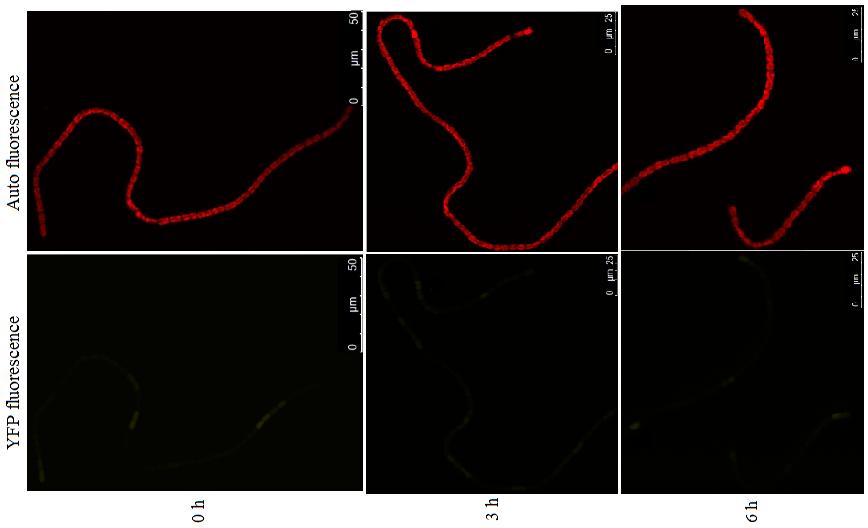 Figure 20. Confocal images of YFP fluorescence caused by the activity of the synthetic long promoter.