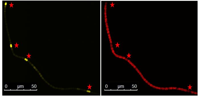 Figure 23. Confocal images of YFP fluorescence caused by the activity of the native short promoter. The culture had grown in media lacking combined nitrogen for 9 hours after nitrogen step down.