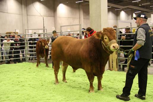 3:a 477 Hurville av Oderup född 120213 hos Carina o Rolf Hansson, Oderup SM i Showmanship f.v. 45kg, 200 d.v 333kg, 365 d.