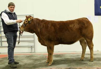 BIS TOTAL CHAMPION HANDJUR BÄST i RAS och CHAMPION HONDJUR HANS av Oderup H EMMA av Oderup RESERVCHAMPION HONDJUR H EURE av Oderup