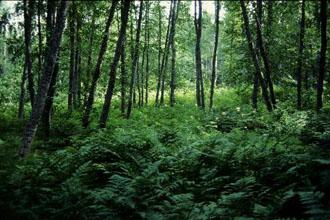Bevarandeplan Natura 2000 Halsviksravinen SE0710046 Namn: