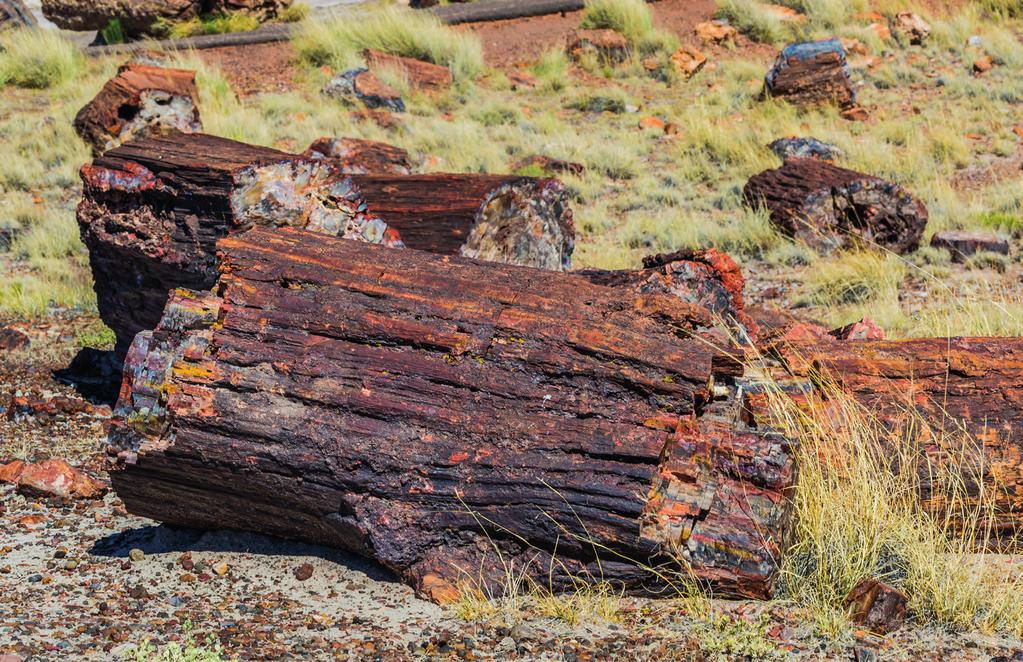 Naturligt skydd Uta Den naturliga processen petrifaction är det som gör att material omvandlas till fossiler.