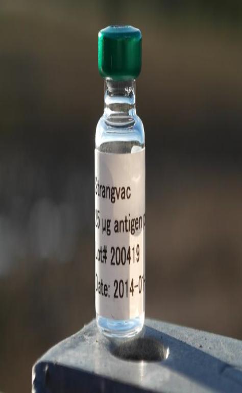 Intervaccs FoU ak\viteter 2015-6 2017 2019 Vaccin mot S.