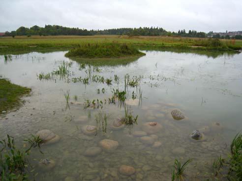 Övervintringsmöjligheter bedöms också som mindre goda eftersom marken är ett öppet odlingslandskap med få småbiotoper. Plantera vattenväxter i dammen för att gynna salamandrars äggläggning.