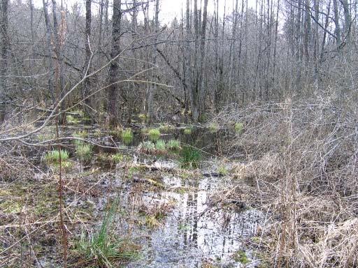 JUDARNS TIDIGARE UTLOPP, JUDARSKOGENS NR Id: 97 X: 6581572 Y: 1620343 Vanlig groda Vanlig padda Larver av stjärtlösa groddjur Sjö (skogskärr) Lokalen är beskuggad vilket kan hämma utvecklingen av