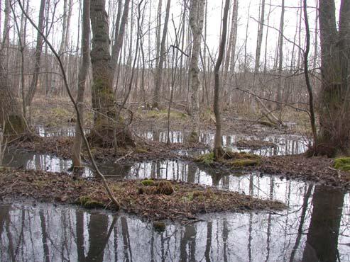 Området är utpekat som ett Natura 2000-område.Området som inventerades var cirka 40 m 2 stort och 0,4 meter djupt. Lokalen består av ett dike omgivet av översvämmad lövskog. I vattnet växer starr.